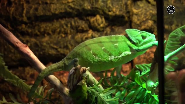 An enriching close encounter with animals at Dubai Safari Park