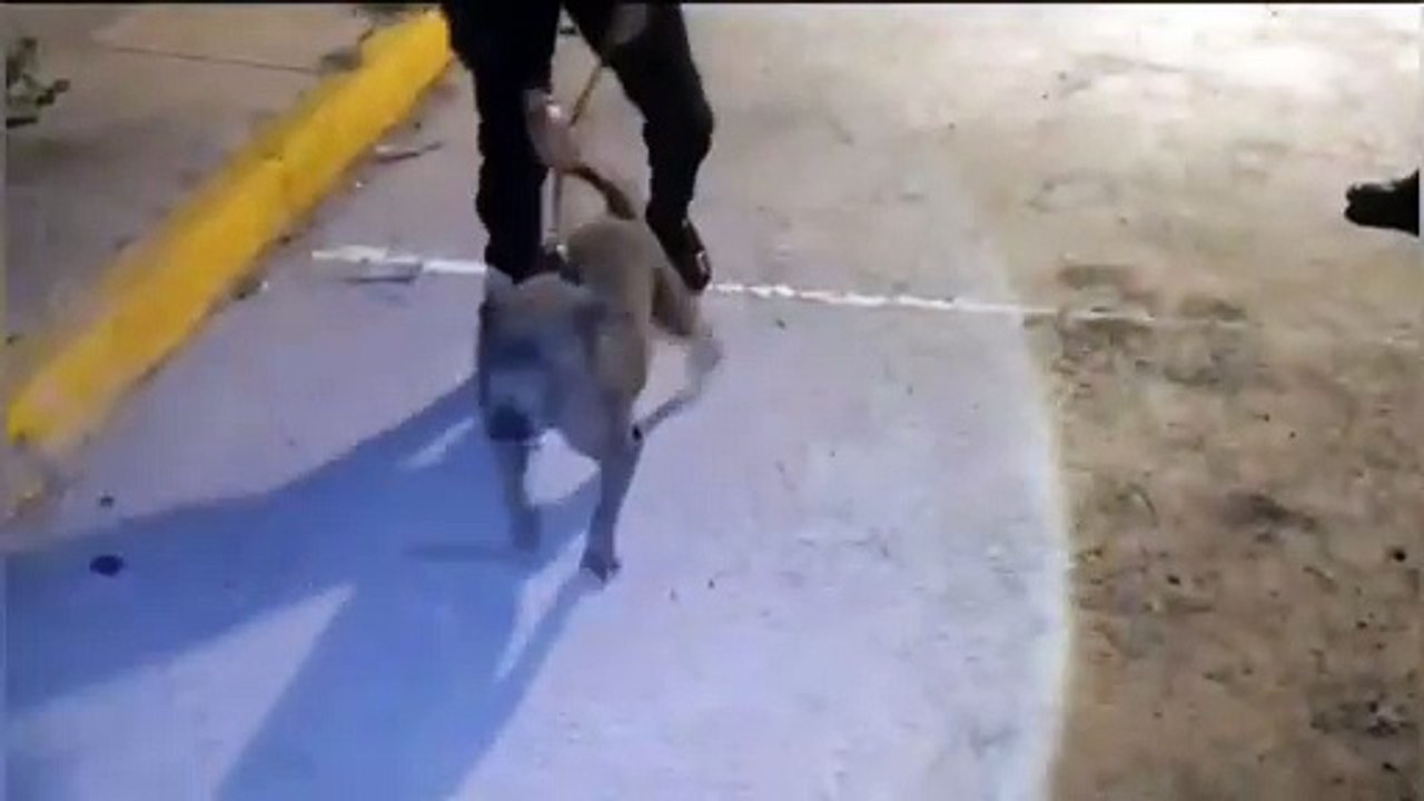VIDEO: Rescate perrón, hallan 8 canes maltratados en Cuautitlán