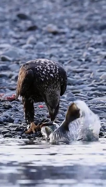 Eagle and fish fight