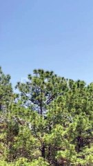 ¿Cómo opera el avión DC-10 en incendios?