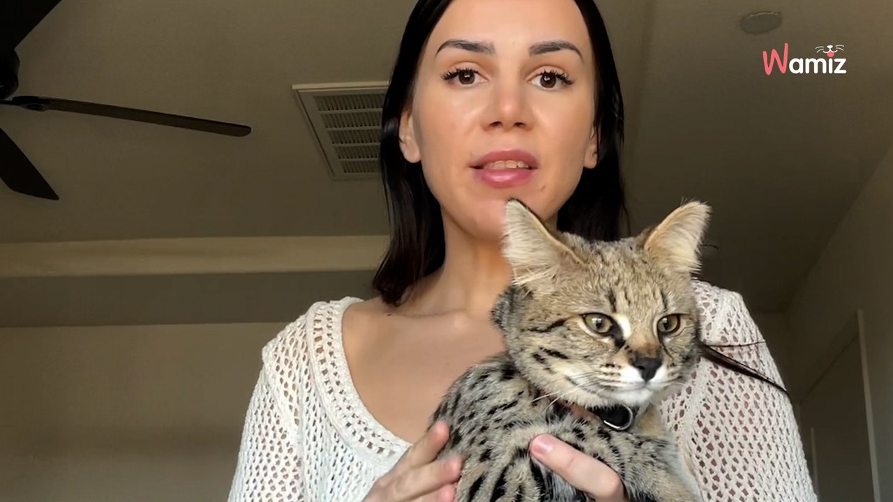 Elle adopte un chaton d'une race très rare : 57,1K personnes sont choquées par son comportement (vidéo)