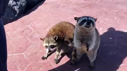 Mapaches sin control en Miramar;  atacan a menor