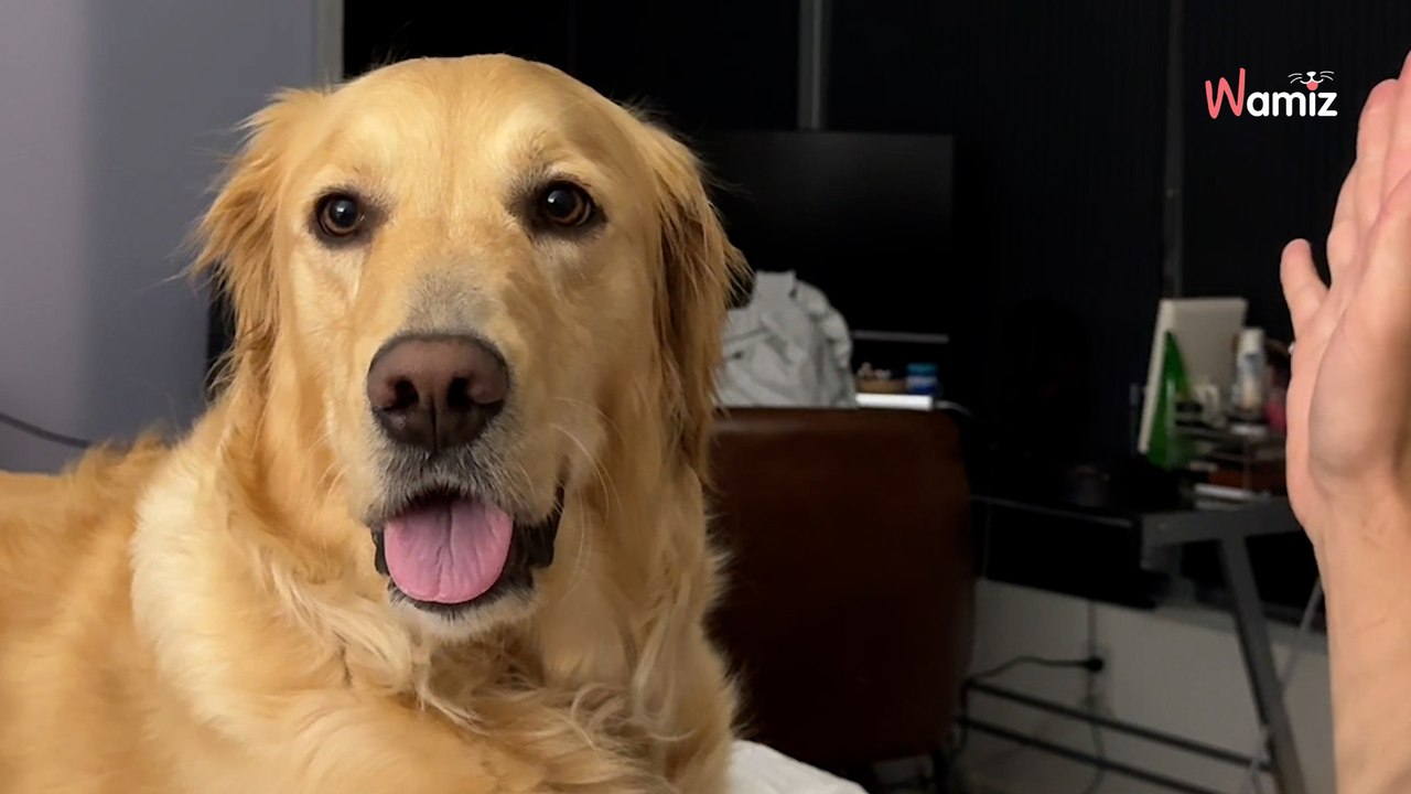 Ce chien ramène une chaussette à son maître pour une raison adorable qui régale les spectateurs (vidéo)