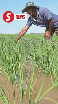 Government adjusts paddy floor price to RM1,500, maintains local rice price for six months