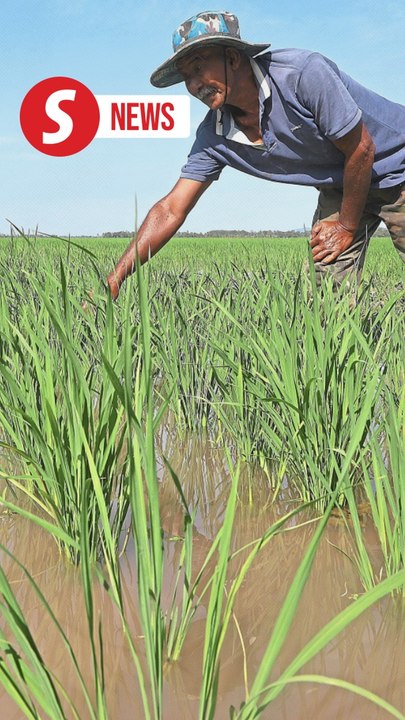 Government adjusts paddy floor price to RM1,500, maintains local rice price for six months