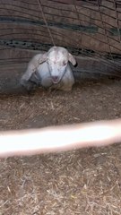 #trending #usa #viral #shortvideo #baby #pet #animals #goats #bakra #bakramandi #rajanpurigoat