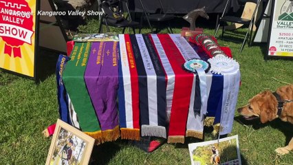 Retired racetrack horses showcase second careers at Kangaroo Valley Show