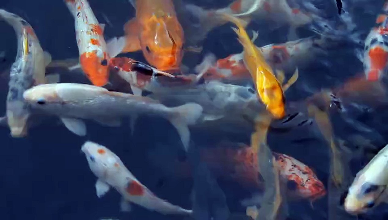 Animal life.. fish 🐟