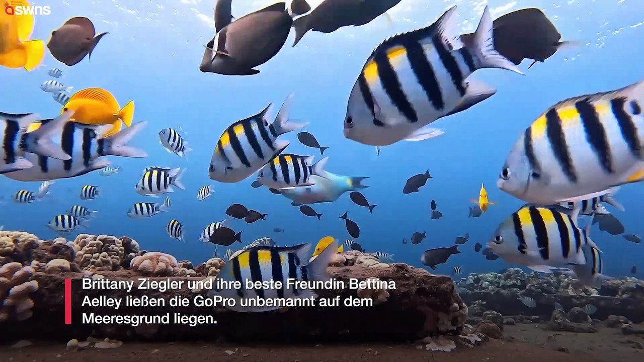 Taucher lassen GoPro unbemannt und fangen erstaunliche Unterwasseraufnahmen von Meerestieren ein