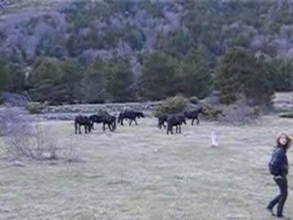 Chevaux Mérens Trottant