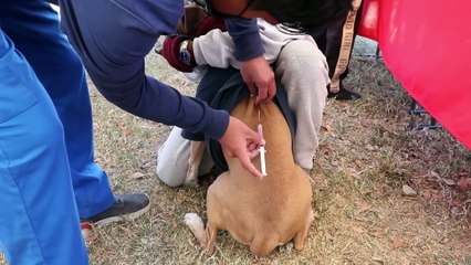 Lleva Guadalupe jornada de vacunación a varias colonias