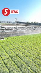 Muhyiddin calls for white paper to address rice industry issues