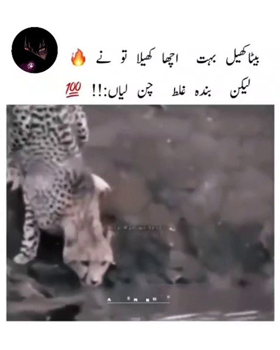 Very dangerous  lion