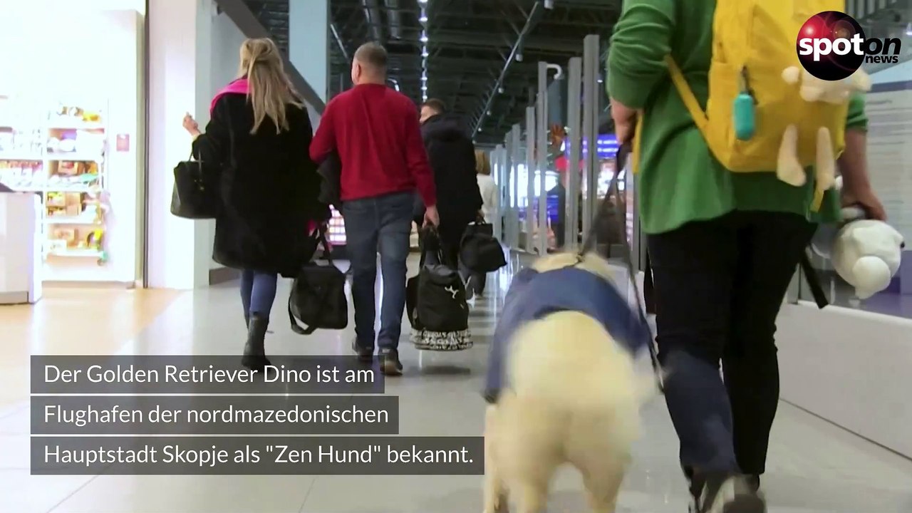 Putziger mutmacher: hund "dino" beruhigt nervöse fluggäste