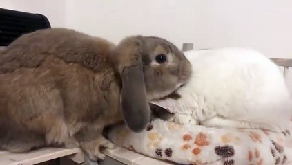 🐾 Welcome to the ultimate showdown of cuteness: **CatsAndBunnies**! 🐇✨ In