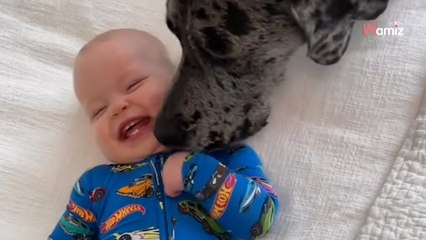 Le bébé essaye d’attirer l’attention du Dogue Allemand : 37M de personne explosent de rire (Vidéo)