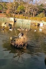 Short funny animals video 😼😼 #kitten #animals#short