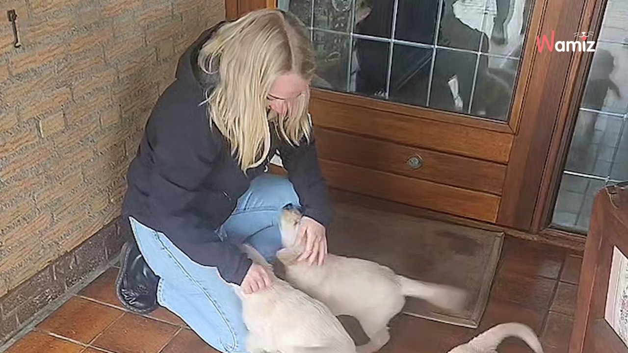 Tiene que elegir un cachorro, pero lo que pasa después deja a todos atónitos