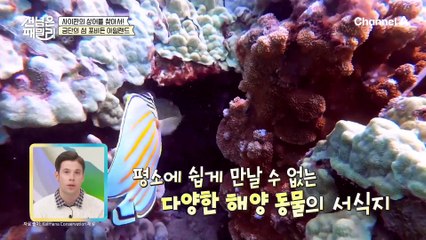 세상과는 단절된 금단의 섬 ☞포비든 아일랜드☜ 귀여운 열대어와 가오리와의 만남