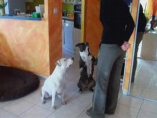 Drago et naya donne la patte