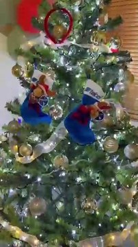 ¿Cuándo quitar el árbol de Navidad? Aquí te lo decimos