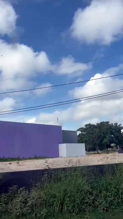 Nueva plaga de langostas en Mérida asusta a agricultores yucatecos