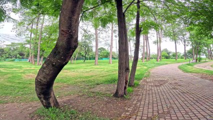 Greenery every where