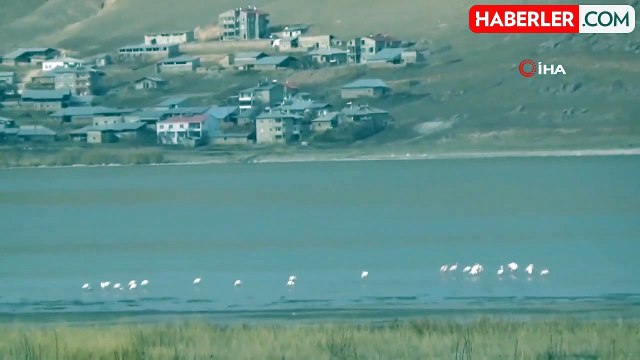 Van Gölü Havzası Flamingoların Kış Konaklamasına Ev Sahipliği Yapıyor