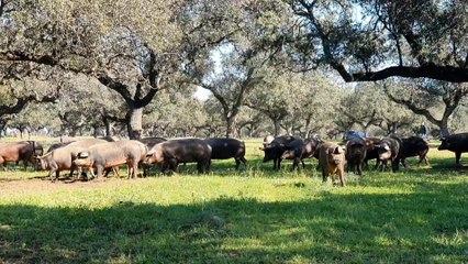 El jamón ibérico no teme a Trump