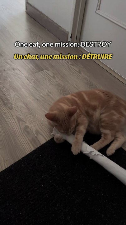 Why buy toys when paper does the job? 😹 Pourquoi acheter des jouets quand il y a du papier ? 😹