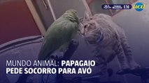 Papagaio entra em desespero ao se deparar com gato e ‘pede socorro’ para avó
