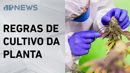 STJ mantém prazo para fixar regras sobre cannabis