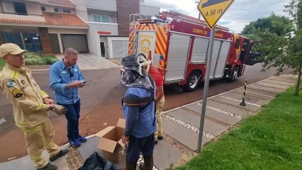 Cobra Coral é capturada por jardineiro na Rua Pedro Ivo