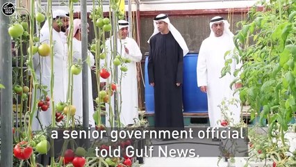 How UAE is addressing food security amidst pandemic