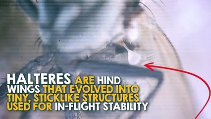 Why Are Flies So Hard To Swat?