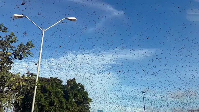 Plaga de langostas sorprende a los habitantes de Mérida