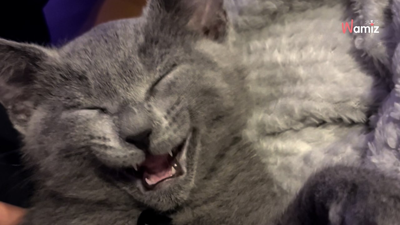Elle vient d’adopter un chaton : sur TikTok, elle partage sa merveilleuse relation avec son animal de compagnie