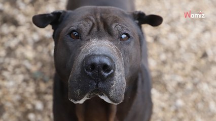 Trouvé attaché à un arbre il y a plus d'un an, ce pauvre chien n'a toujours pas trouvé une nouvelle famille
