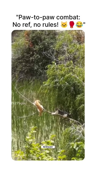 Cat fight