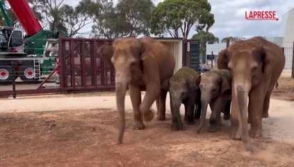 Australia, nove elefanti lasciano lo zoo di Melbourne