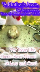 "Hen and Chicks Foraging in the Dirt"