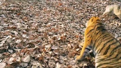 Un tigre et un chien meilleurs amis... Trop mignon