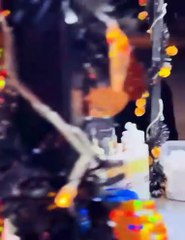 VIDEO: Captan a oso “robando” pan de un puesto de hotdogs