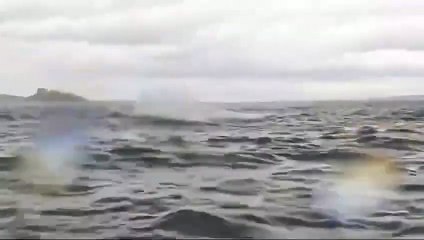 "Pensei que tinha morrido". Jovem 'engolido' por baleia sai ileso