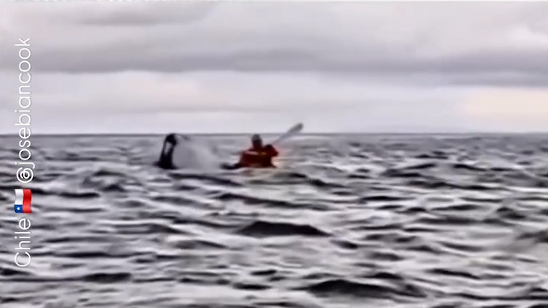 Video of kayaker being swallowed by humpback whale stuns social media