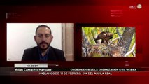 Adán Camacho Márquez habla del águila real, símbolo nacional de México