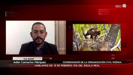 Adán Camacho Márquez habla del águila real, símbolo nacional de México