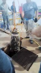 Capturan y liberan a cocodrilo en la Presa Vicente Guerrero