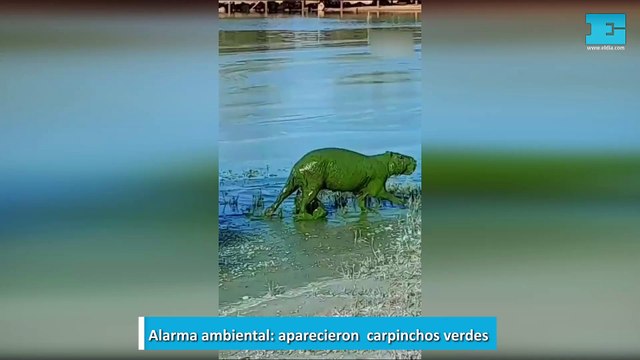 Alarma ambiental, aparecieron carpinchos verdes