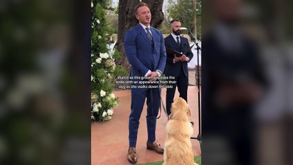 Una pareja idea el mejor plan para hacer protagonista a su golden retriever en el momento de subir al altar: "Lo improvisé en el último momento"